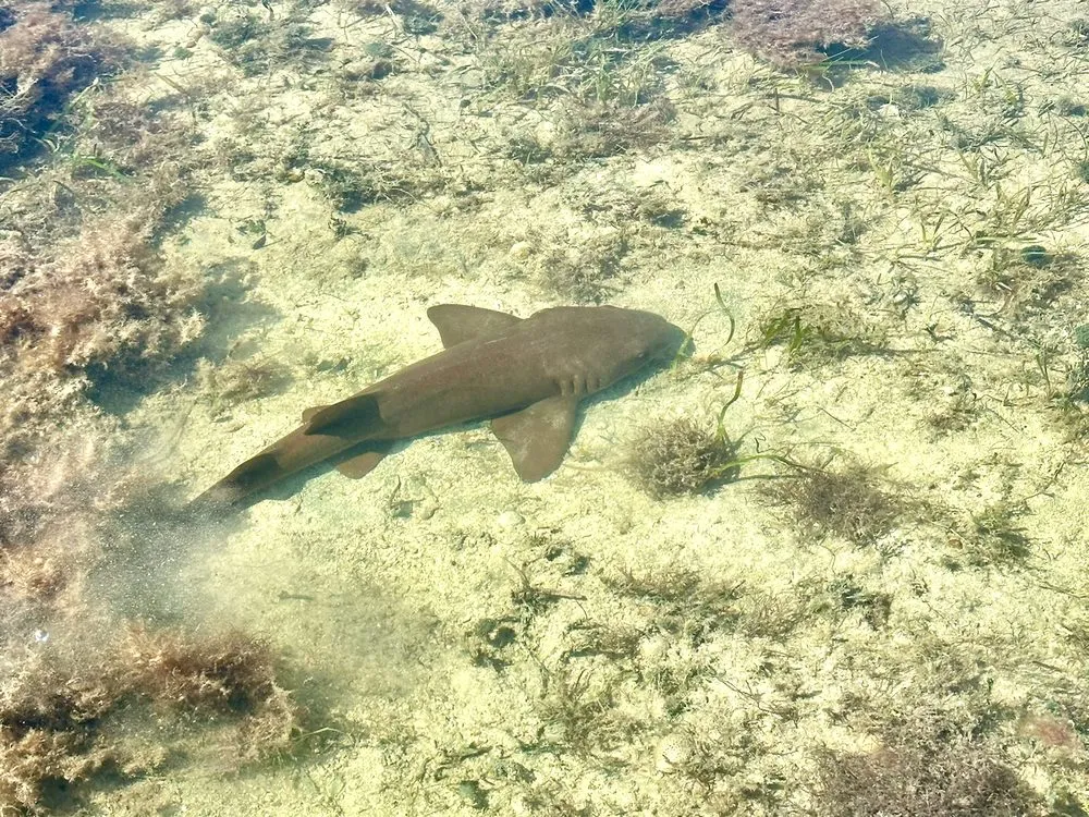 A small shark seen through the clear water